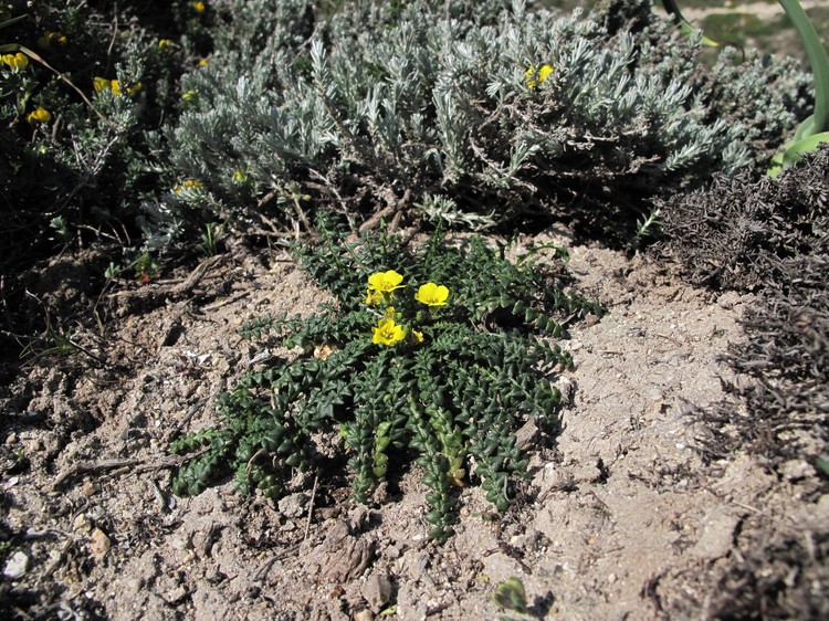 Morisia monanthos